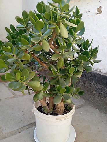 Толстянка (денежное дерево) в большом горшке. - Сорт: Crassula ovata