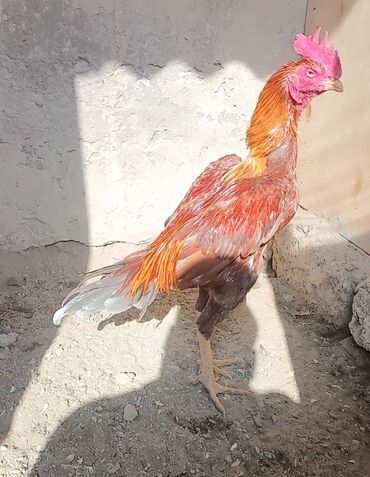 Inəklər, öküzlər: Toyuq, Damazlıq