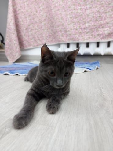 котято: Мальчик — 2