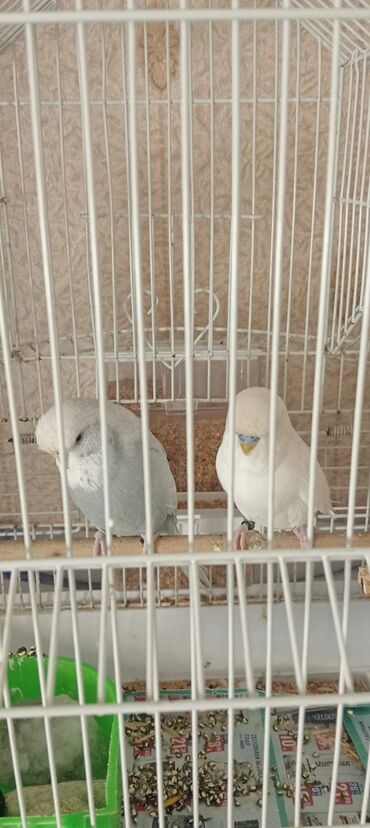 купить клетку для морской свинки: Temiz qan vistifkadan dönme cexler cavan qusdular göz onundedi