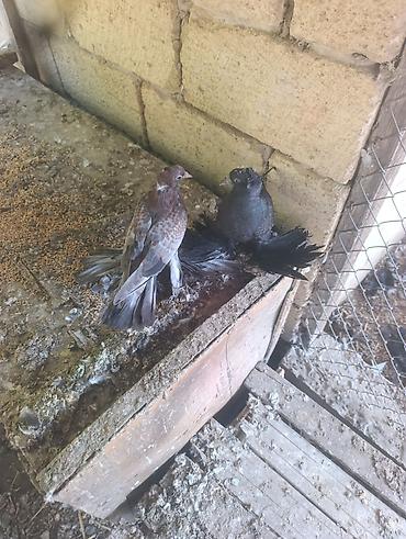 korella quşu acıq sarı 45 azn: Göyərçinlər – “ayaqqabılı/saqqallı” dekorativ cins Ağ damda vurur — 4