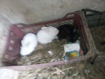 Dovşanlar: Dovşan karlik dovşanlar balalar 1 aylığ Krolik karlik zayciki Aslan — 6