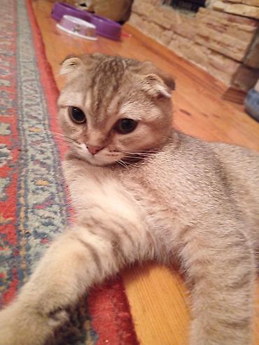 Pişiklər: Britan yastı qulaq, Erkək — 2