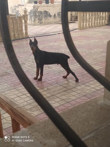 zvanoq itlər: Doberman, 3 il, Erkek, Cütləşmə üçün