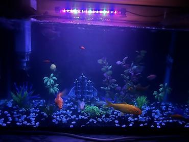 akvarium bitkileri: Dördbucaq akvarium, Balıqlarla birlikdə, 85 l, Pulsuz çatdırılma — 4