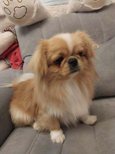 balaca it satisi: Pekines, 1 il, Erkək, Cütləşmə üçün, Pulsuz çatdırılma — 1