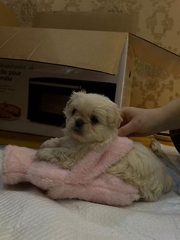 heyvan sahiblendirme: Pekines, 2 ay, Dişi, Peyvəndli, Ödənişli çatdırılma, Ünvandan götürmə — 8