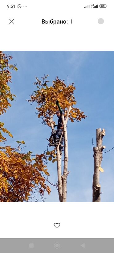 я ищу работу разнорабочий: Промышленный альпинизм: спил и обрезка деревьев - Аварийный и