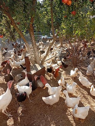 it dami satilir: Salam yekə ordekleri seslerine göre satıram hamsi satılır bugün — 2