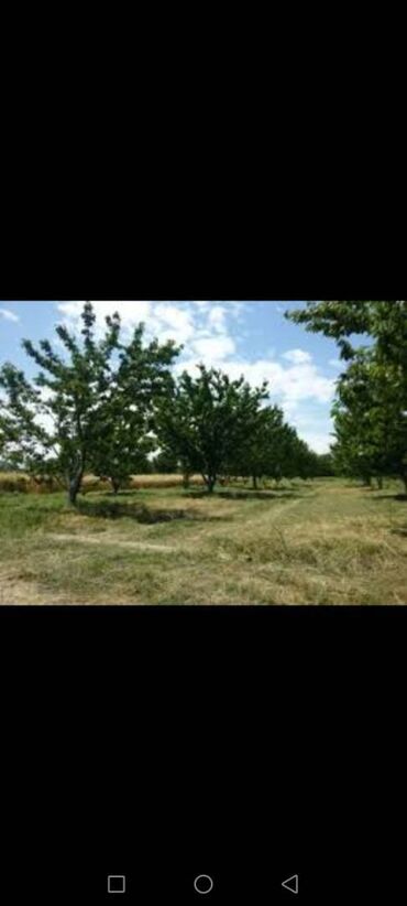 qobu lokbatan yolu torpaq: 16 sot, Kənd təsərrüfatı, Mülkiyyətçi, Kupça (Çıxarış)