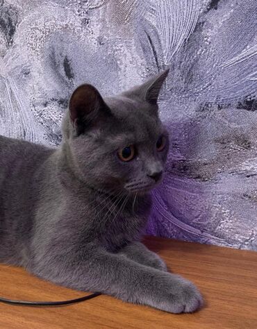 pişik pişik: Britan, Erkək, Yaxşı əllərə, Ünvandan götürmə, Ödənişli çatdırılma