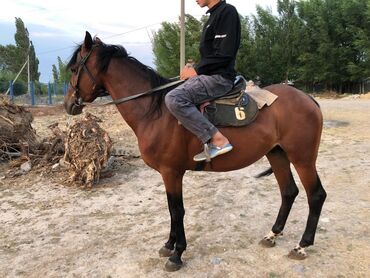 продажа коней: Продаю | Конь (самец)