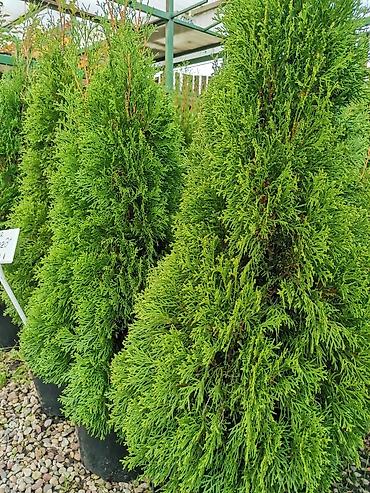 Thuja seedlings: Туя западная (Thuja occidentalis) для живых изгородей и озеленения — 4