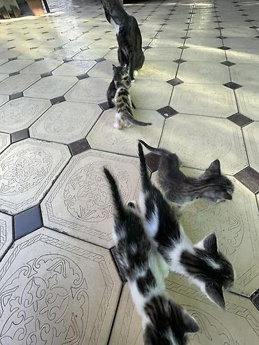 коты белый: Котята, помет из нескольких малышей разной окраски: - два бело-черных — 4