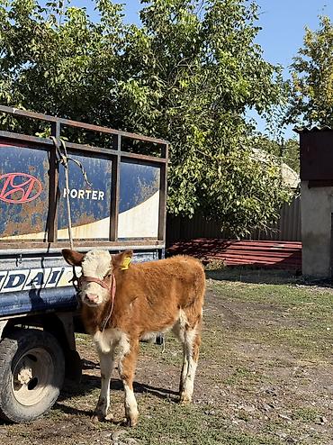 Продам с/х животных: Продаю | Бык (самец) | Симментальская | Для разведения — 2