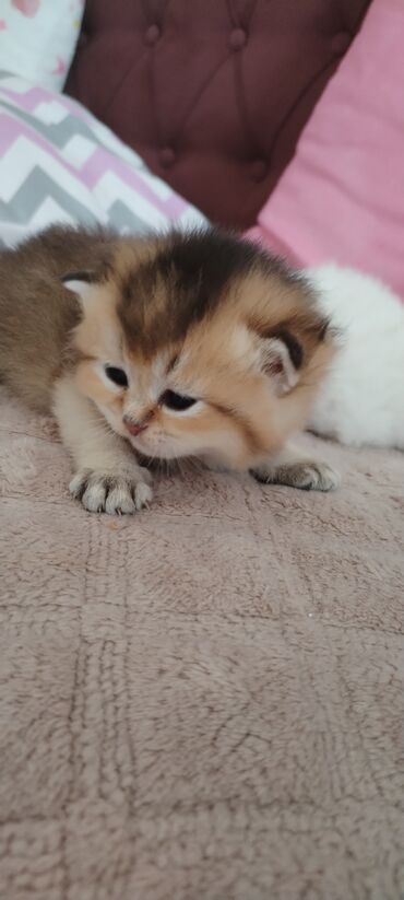 Qızıl şinşilla, Erkək, Yaxşı əllərə