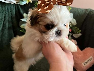 Psi: Prelepi Shih Tzu štenci iz registrovane FCI/KSS odgajivačnice „Moon — 6