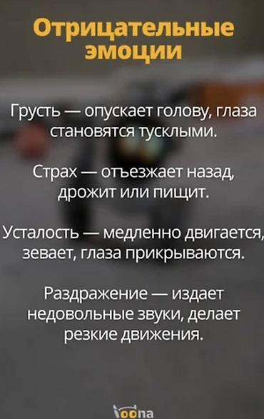 console games: Интерактивный робот‑питомец с ИИ Основные возможности: - — 6