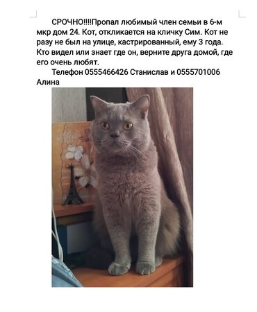 бингальская кошка: Пропала : Скотиш Страйт (Шотландская прямоухая), Мальчик, Серый
