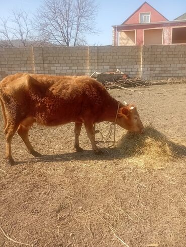 Inəklər, öküzlər: Dişi, il: 5, Damazlıq, Südlük, Ünvandan götürmə