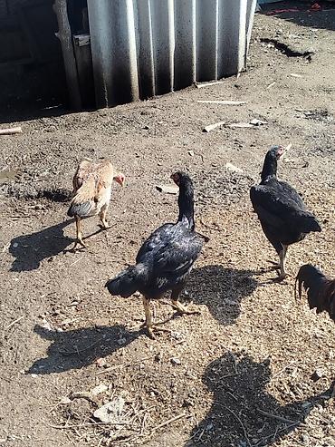 Куры, петухи: Продаю | Петух | Бойцовая | Для разведения — 10