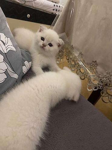 koska: Fars — 10