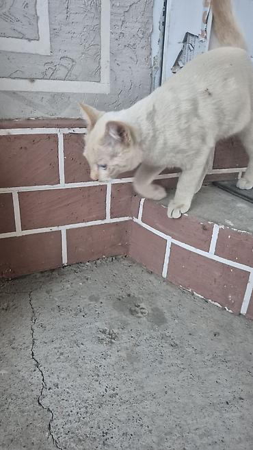 кролик талас: 6 месяцев, Мальчик, Приучена к лотку — 4