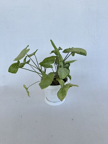 комнатные растения цветы: Сингониум уйт, Фикус каучукносный, Дримиопсис, Эпипренум пиннатум
