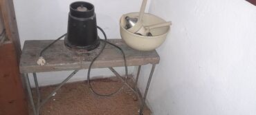 Коровы, быки: Продаю | Корова (самка), Музоо, торпок | Бельгийская | Для молока | Искусственник — 11