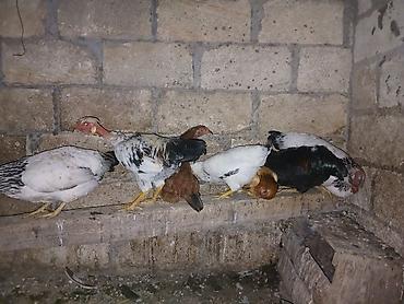 heyvan ve insan seksi: Toyuq, Damazlıq — 3