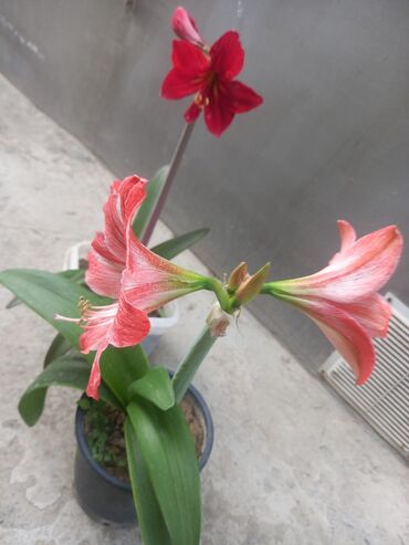 gul naxislari: Qırmızı və zolaqlı amaryllis gülləri satılır. Hər bir qabda böyüyən
