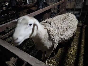 Баран, овца: Продаю | Баран (самец) | Для разведения | Осеменитель — 2