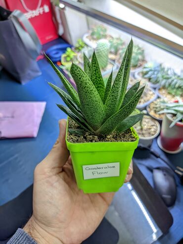 Otaq bitkiləri: Sukkulentlər. Sağlam və dözümlü bitkilərdi. Uzun müddət susuz qala — 25