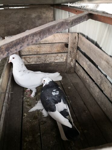 бойные голуби: Продаю голубей
