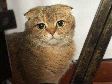 породистый кот: Продается Породистый Кот, по вопросом звонить по номеру