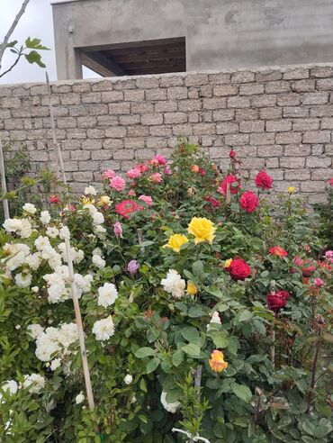 Çöl bitkiləri: Bağ və landşaft üçün qapalı qablarda əkilmiş dekorativ bitkilər - — 9