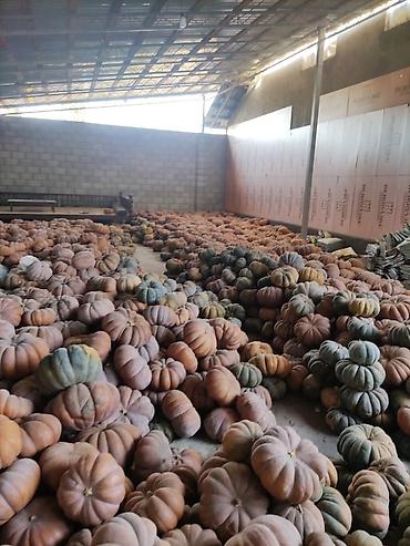 Промышленные холодильники и комплектующие: Сдаются в аренду холодильники промышленные для сельскохозяйственных — 1