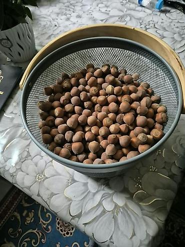 куплю яблоки оптом: Фундук (лесной орех) в скорлупе + саженцы войлочной вишни Описание: - — 1