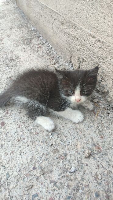 шотландская мраморная кошка: Кошка даром: Беспородная, 3 месяца, Мальчик