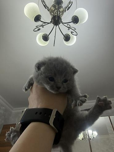 Pişiklər: Britan, Dişi — 6