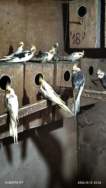 kreditle heyvan satisi: Nimfa (Cockatiel) tutuquşuları – müxtəlif rəng mutasiyaları ilə - — 2
