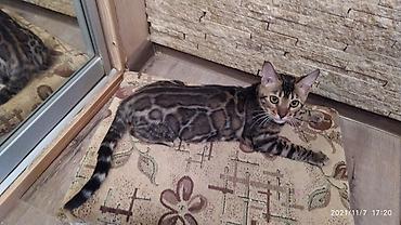 породистые кошки: Шикарные бенгальские котята 3-4мес. Лучший подарок для любящего — 9