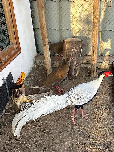 bakıda cücə satışı: Qirqovul. Satilir . 90 manat. Lenkoran. Bakiya dostavka var — 1