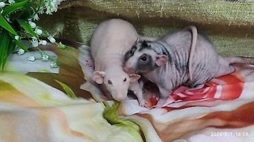 Крысы: Милота крысы Дамбо .Питомник Rat hause Love . ручные ласковые. лысые и — 7