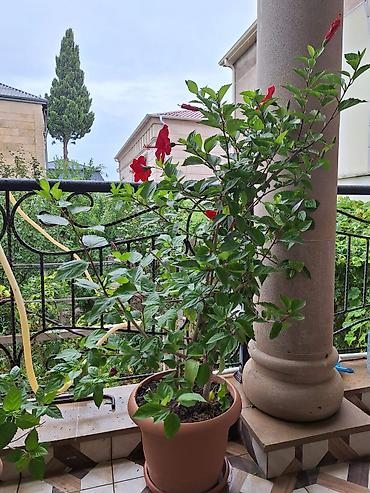 bitki guli: Qırmızı çiçəkli hibiskus (Hibiscus rosa‑sinensis) – iri saksıda — 5