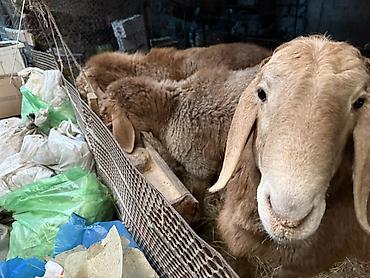 Баран, овца: Продаю | Баран (самец) | Для разведения | Осеменитель — 9