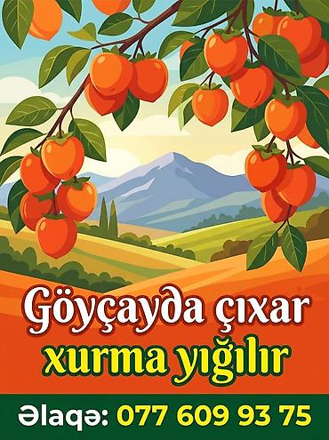 ugur sirniyyat fabriki: Məhsul/xidmət: Göyçayda çıxar xurma yığımı Təsvir: - Göyçay — 1