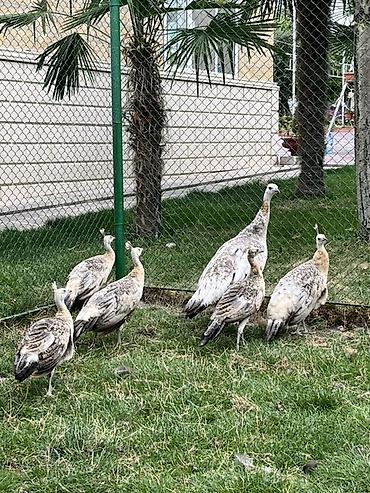ördək balası və cücə: Tavus quşları (heyvandarlıq/bağ üçün dekorativ quşlar) Qaraqanad tovuz — 1