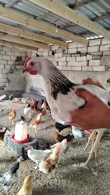 toyuq cuce fermasi: Yerli təsərrüfatdan toyuqlar – qarışıq yumurta yönümlü cinslər - — 2