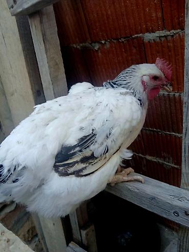 heyvan satisi tap az: Toyuq, Yumurtalıq — 3